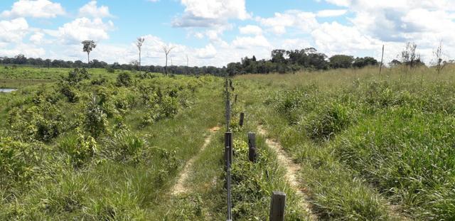 Fazenda em Roraima top - Foto 8