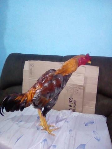 Galo índio