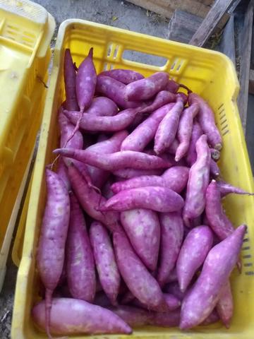 Batata doce atacado