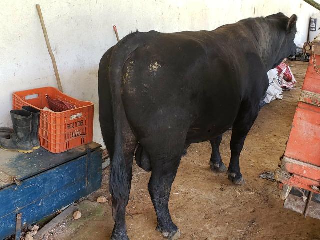 Touro angus