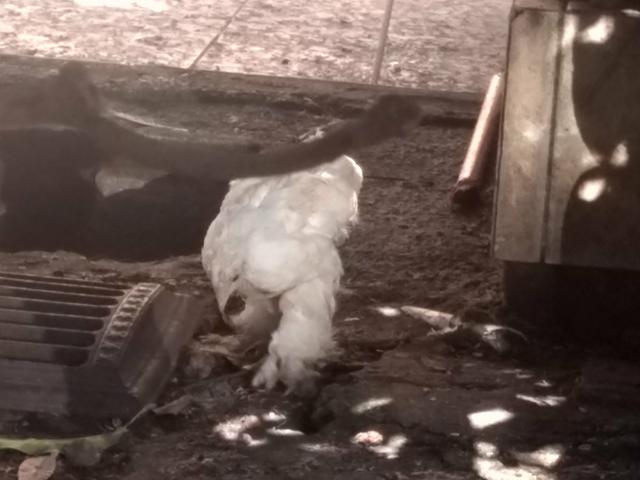 Franguinhos e pintinhos raça Brahma - Foto 6