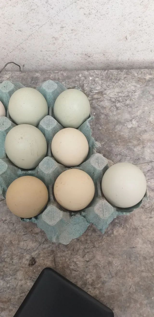 Ovos verdes