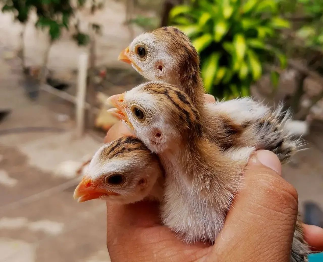 Angolinhas roxo real (pretas) - Foto 2