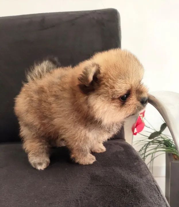 Spitz alemão anão (Pomerânia) - Foto 3