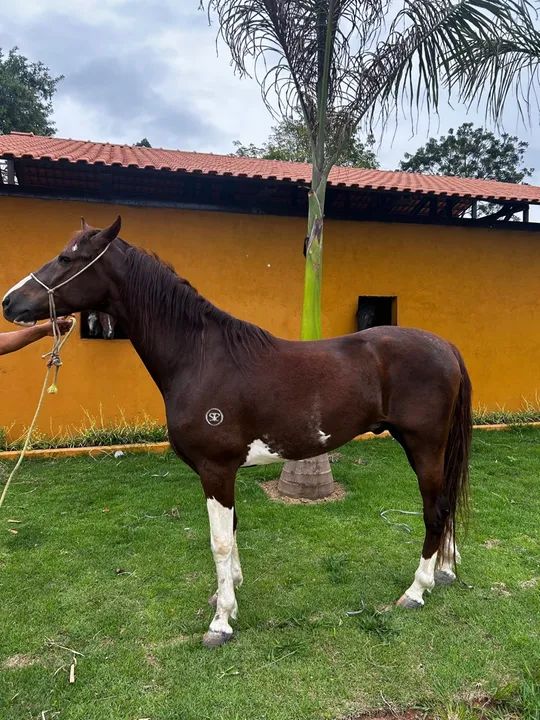 Cavalo Mangalarga Paulista  - Foto 2