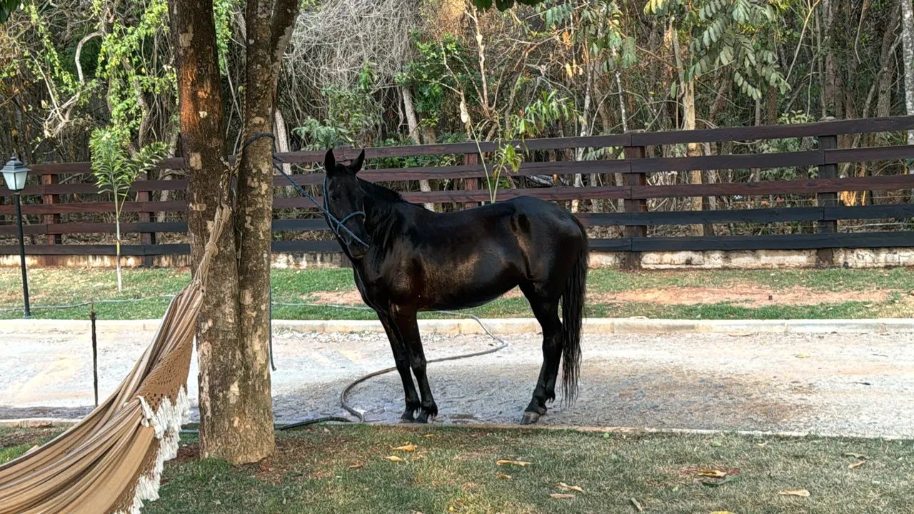 Égua Mangalarga Marchador - Foto 2