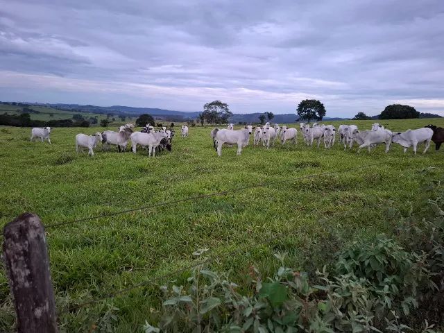 Novilhas Nelore Extra 25 idade 18 a 24 meses preço no puxa R$ 2.700,00 - Foto 3