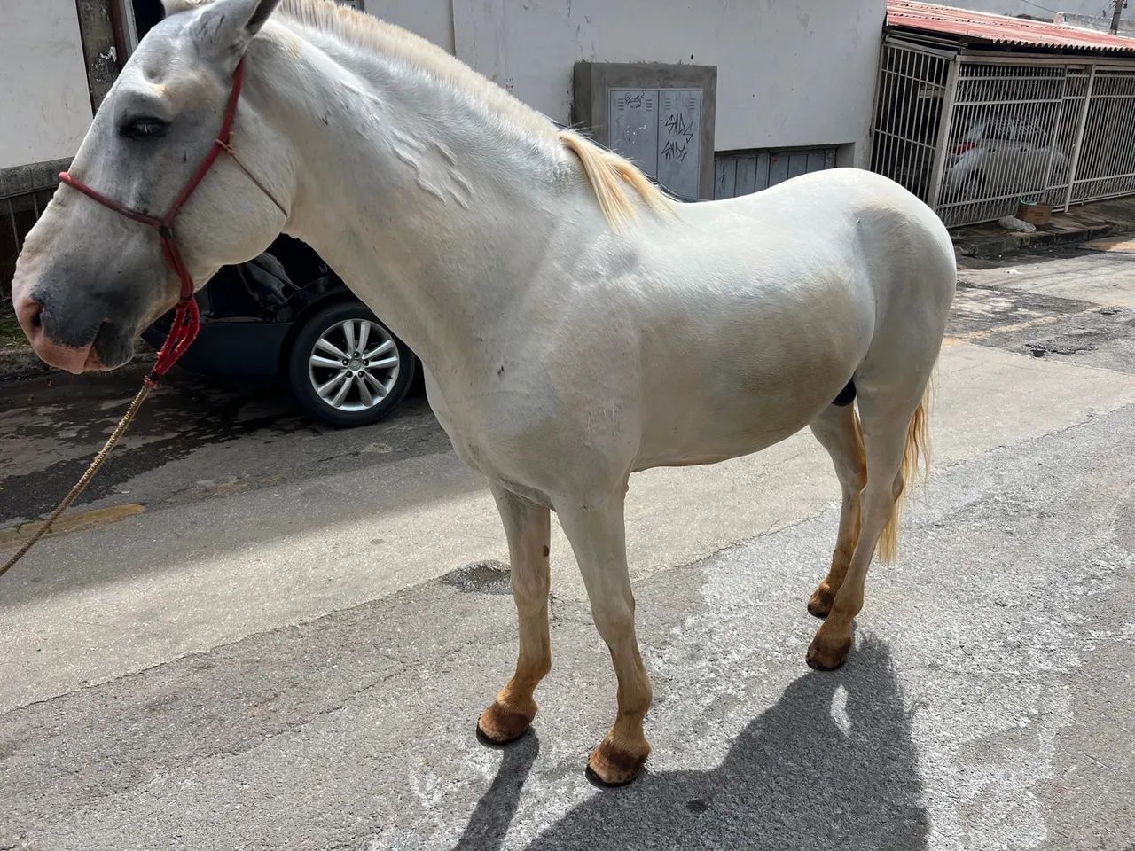 CAVALO INTEIRO COM 8 ANOS DE IDADE BEM TRATADO 