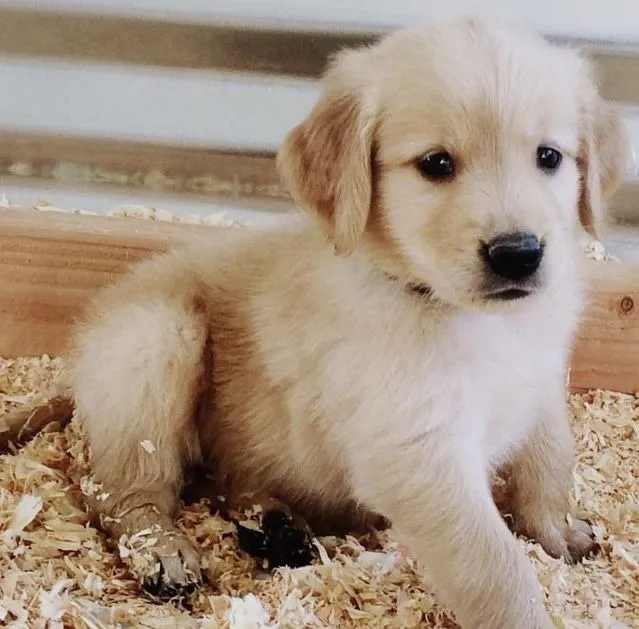 Golden Retriever: Leal Companheiro