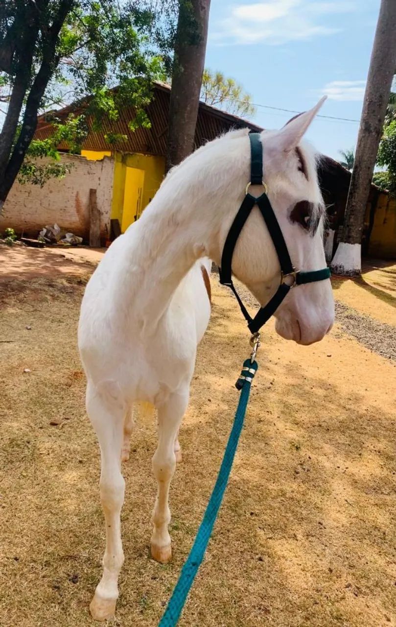 CAVALO POTRO PAINT HORSE P.O - Foto 4