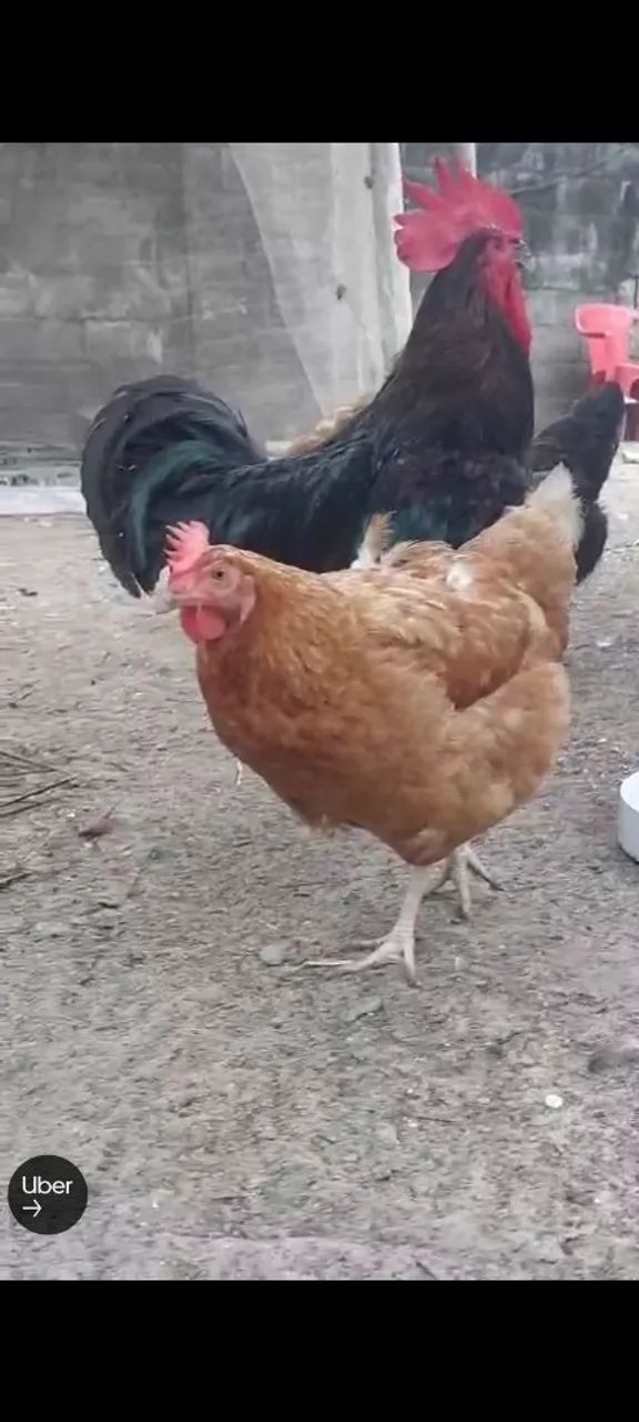 Ovos de galinha e marreca frescos - qualidade impecável - Foto 3