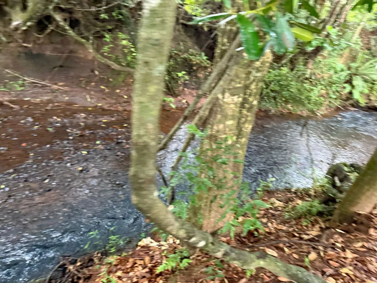 Terreno com cachoeira em florestal  - Foto 3