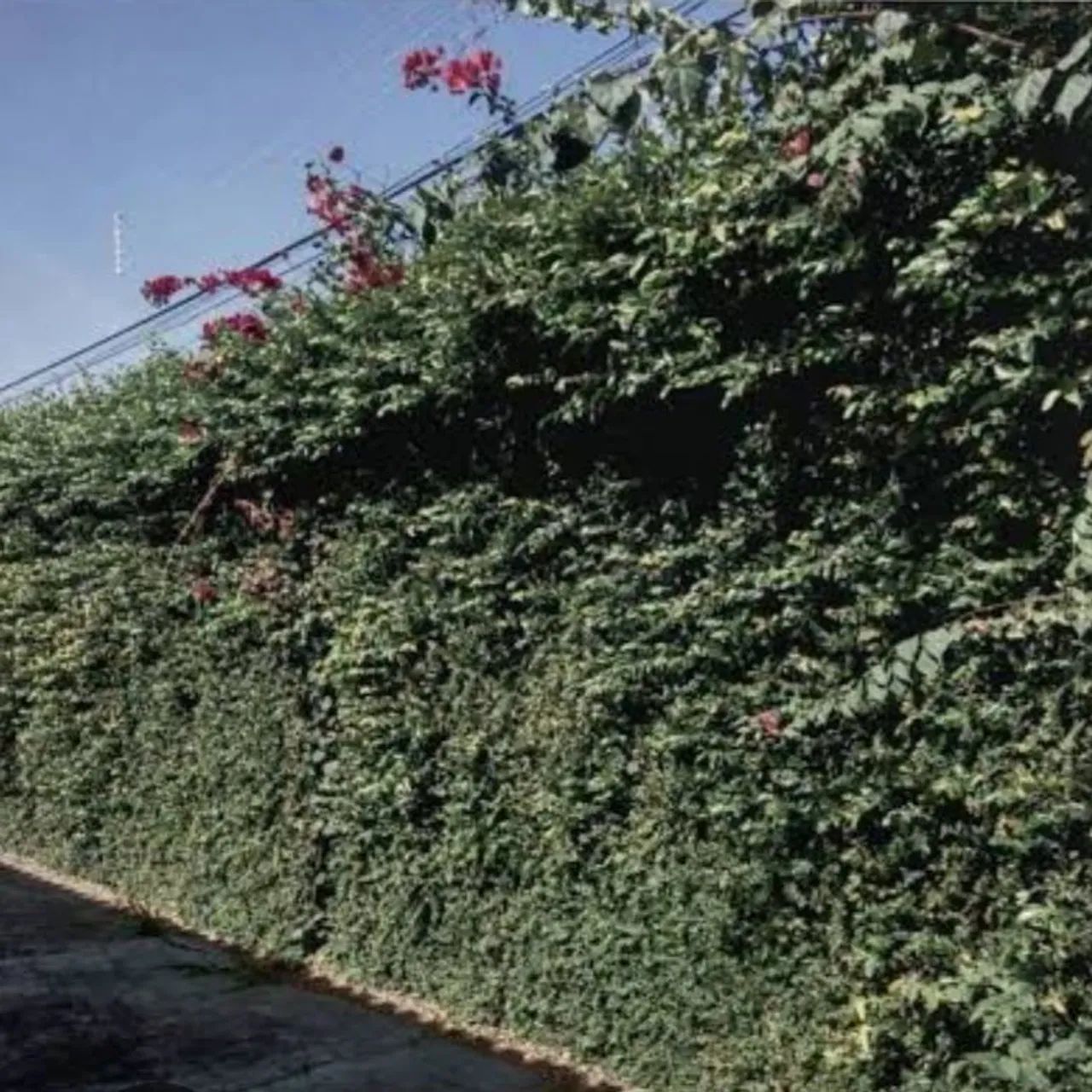 Serviços de jardinagem e limpeza de terrenos  - Foto 4