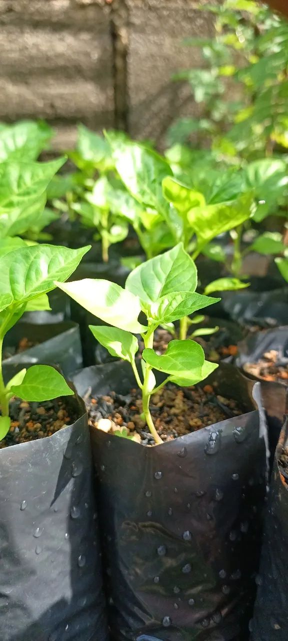 Mudinhas de Pimenta em Sacola - Cultive seu tempero! - Foto 4