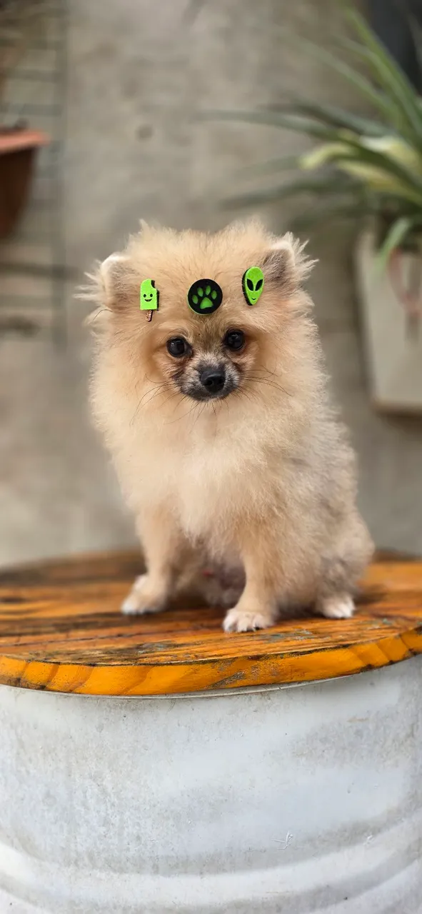 SPITZ ALEMÃO  LULU MACHO