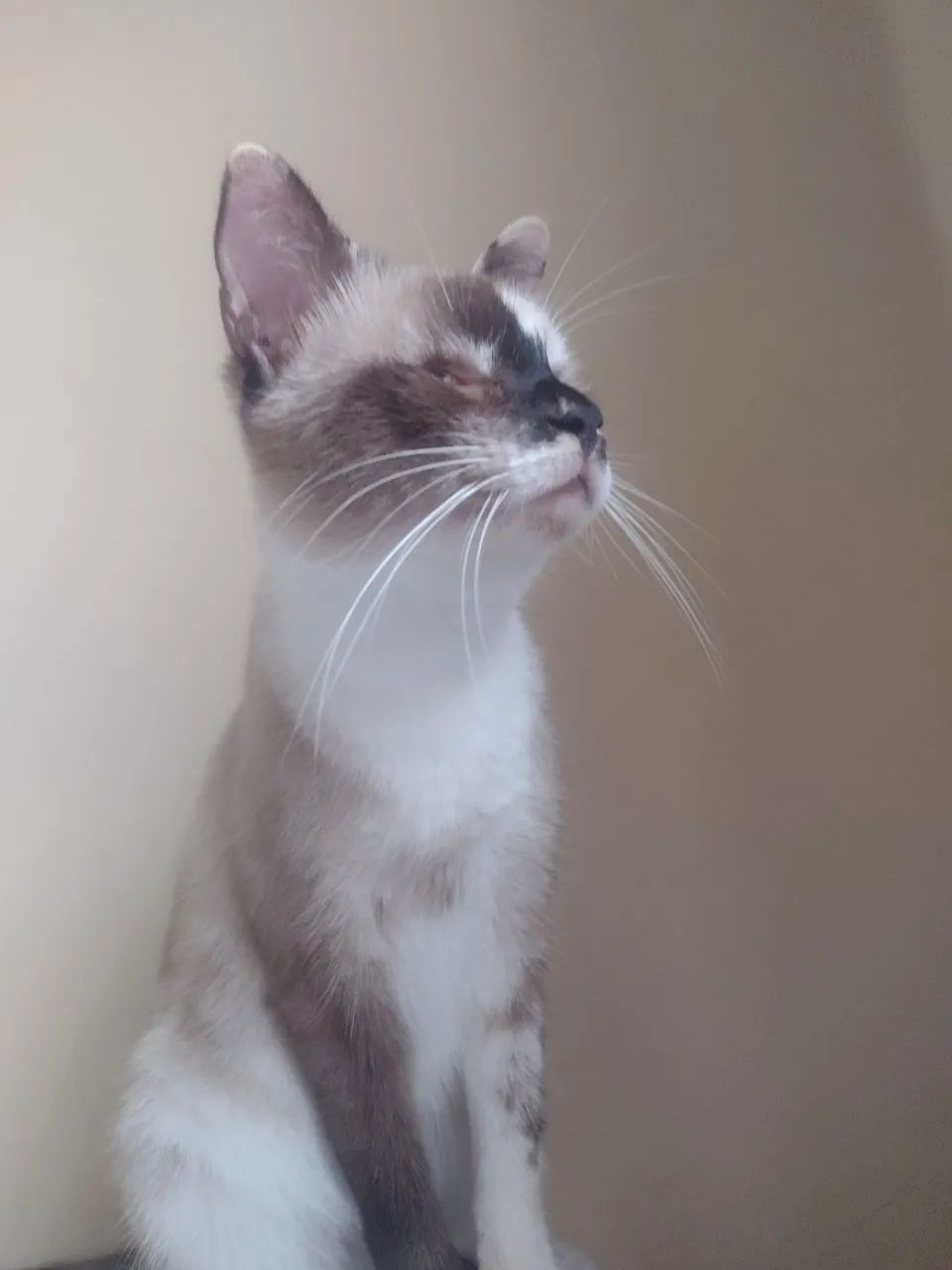 Linda Gatinha disponível para adoção - Foto 4