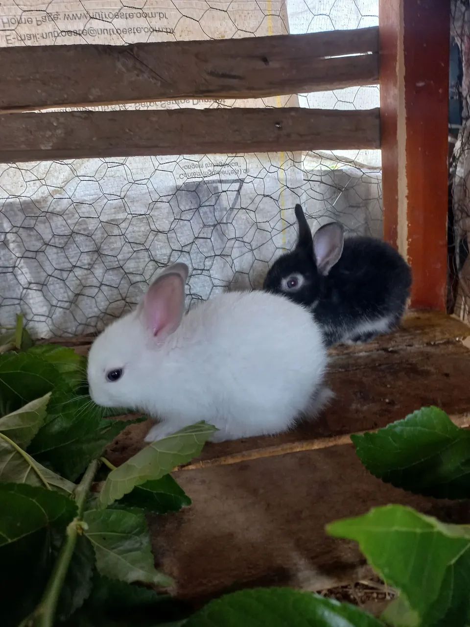 Filhote de coelho fofinhos  - Foto 6