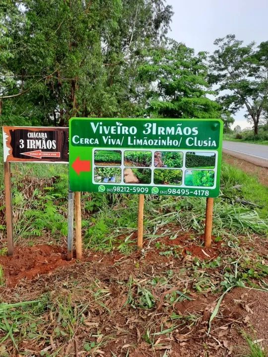 Mudas de cerca viva limãozinho /a partir de 1,50 cada - Foto 3