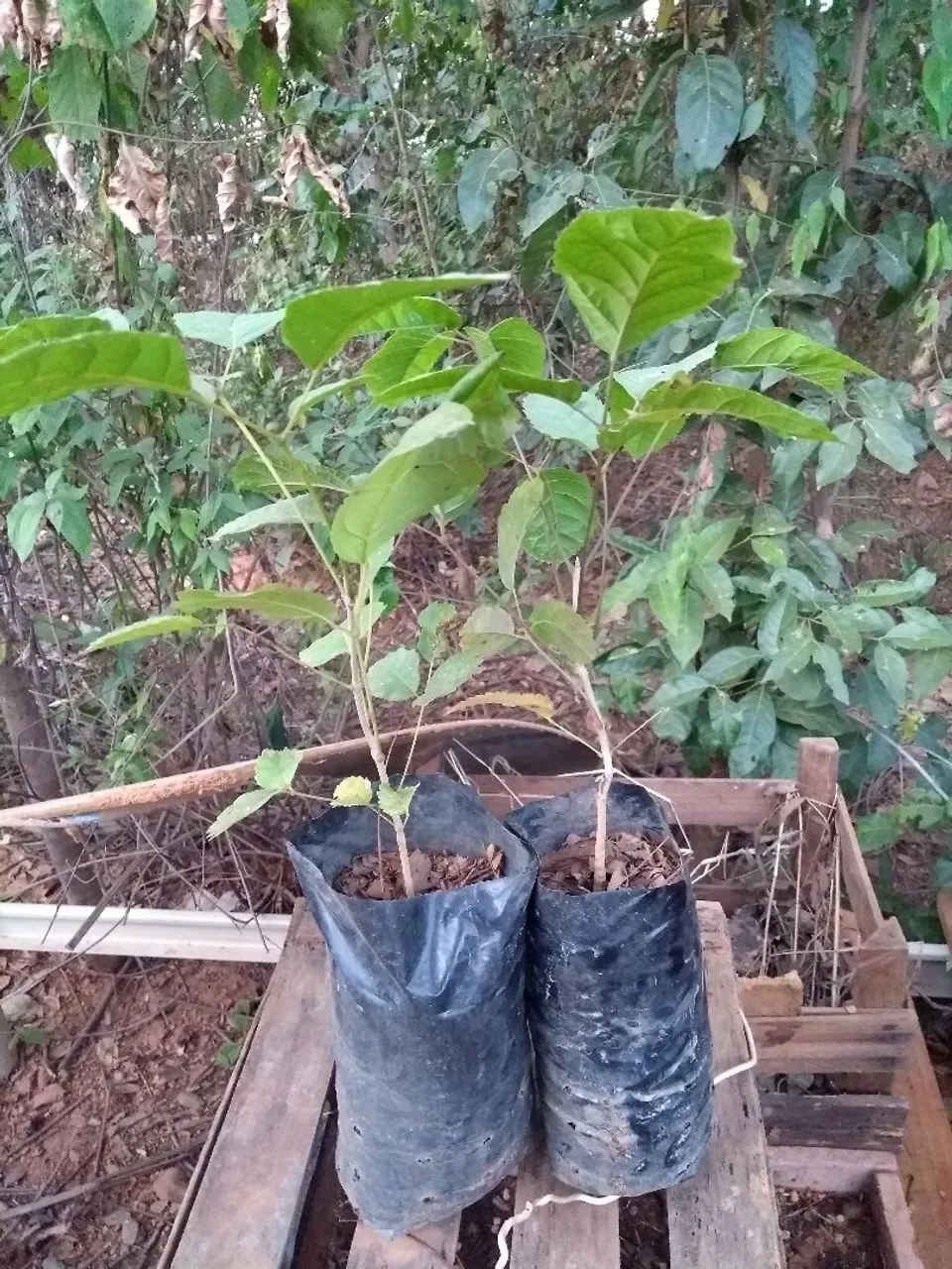 Mudas de ipê roxo,rosa e jacarandá de Minas
