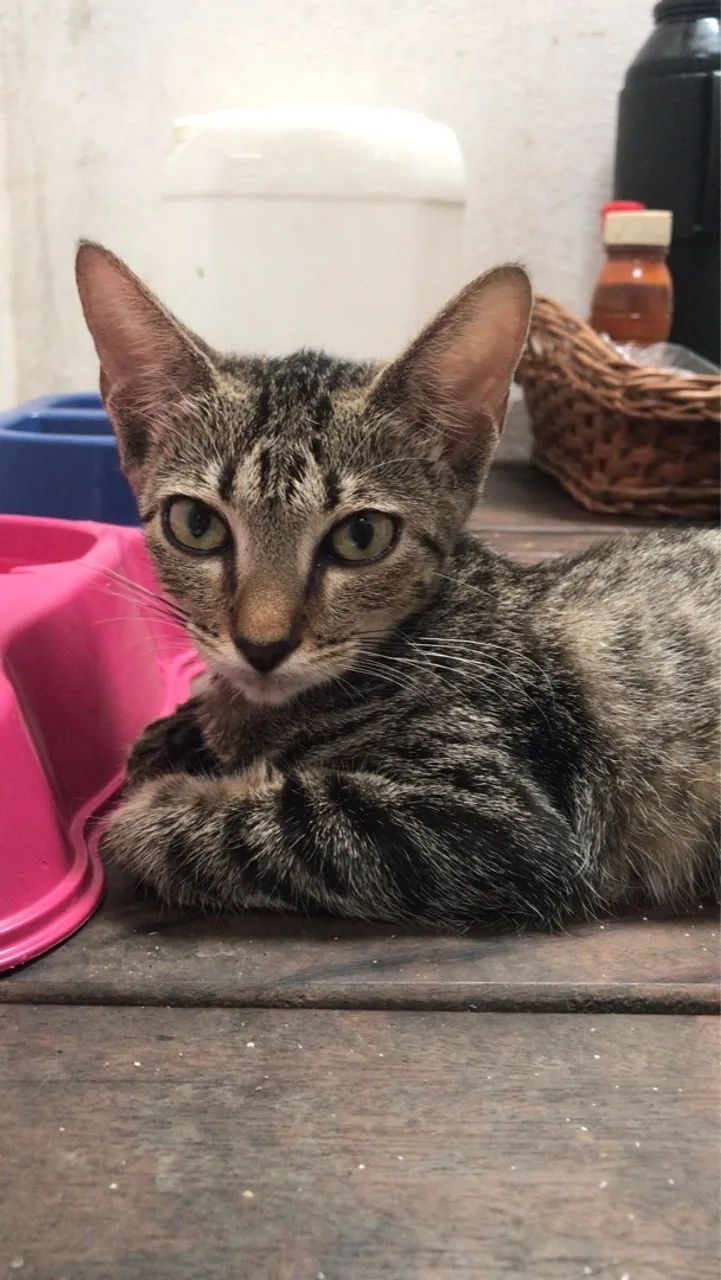 Gatinha linda e carinhosa para doação 