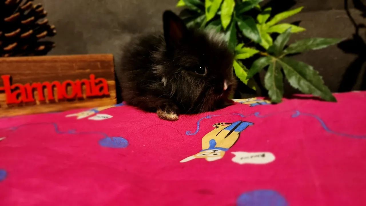 Lindos Filhotes Disponíveis Mini Coelhos Lion Head  - Foto 6