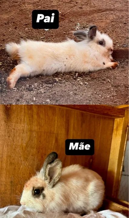 Filhotes de Coelhos Mini Lions - Foto 3