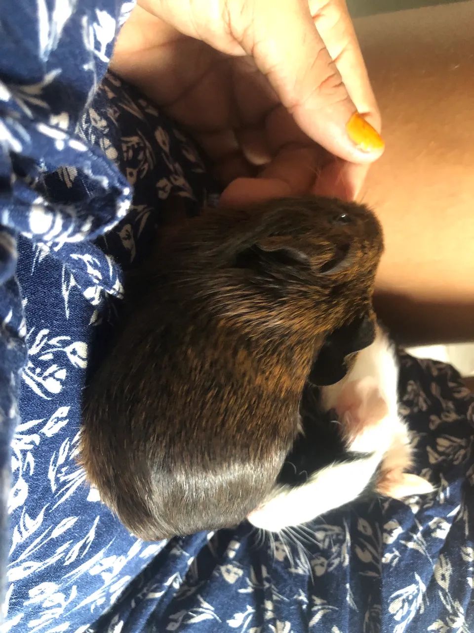 Porquinhos da Índia - Foto 2