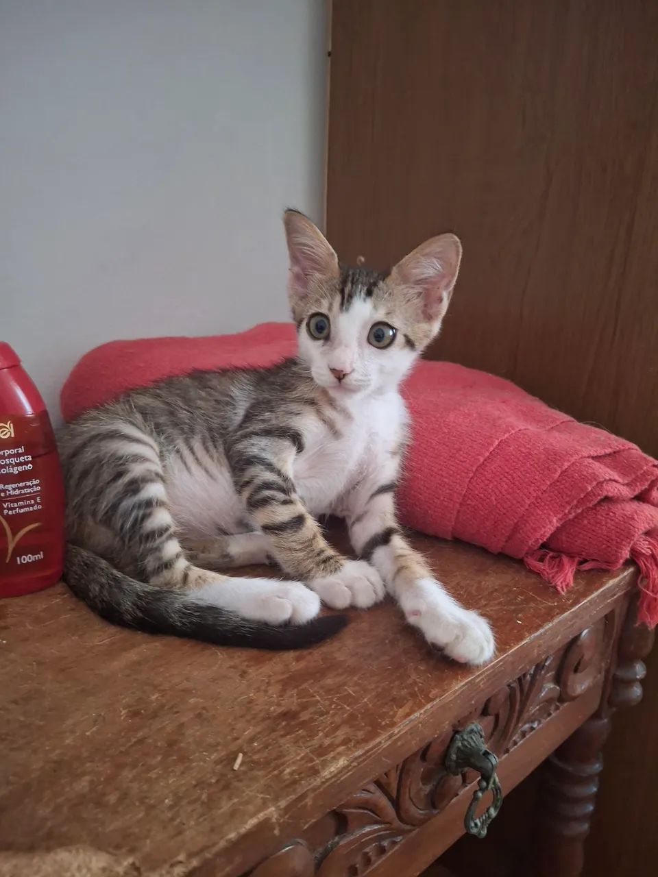 Gatinho macho  para adoção 2 meses  - Foto 2