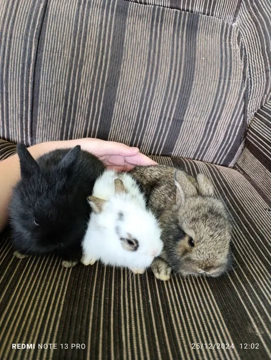 Vende-se Mini coelhos 