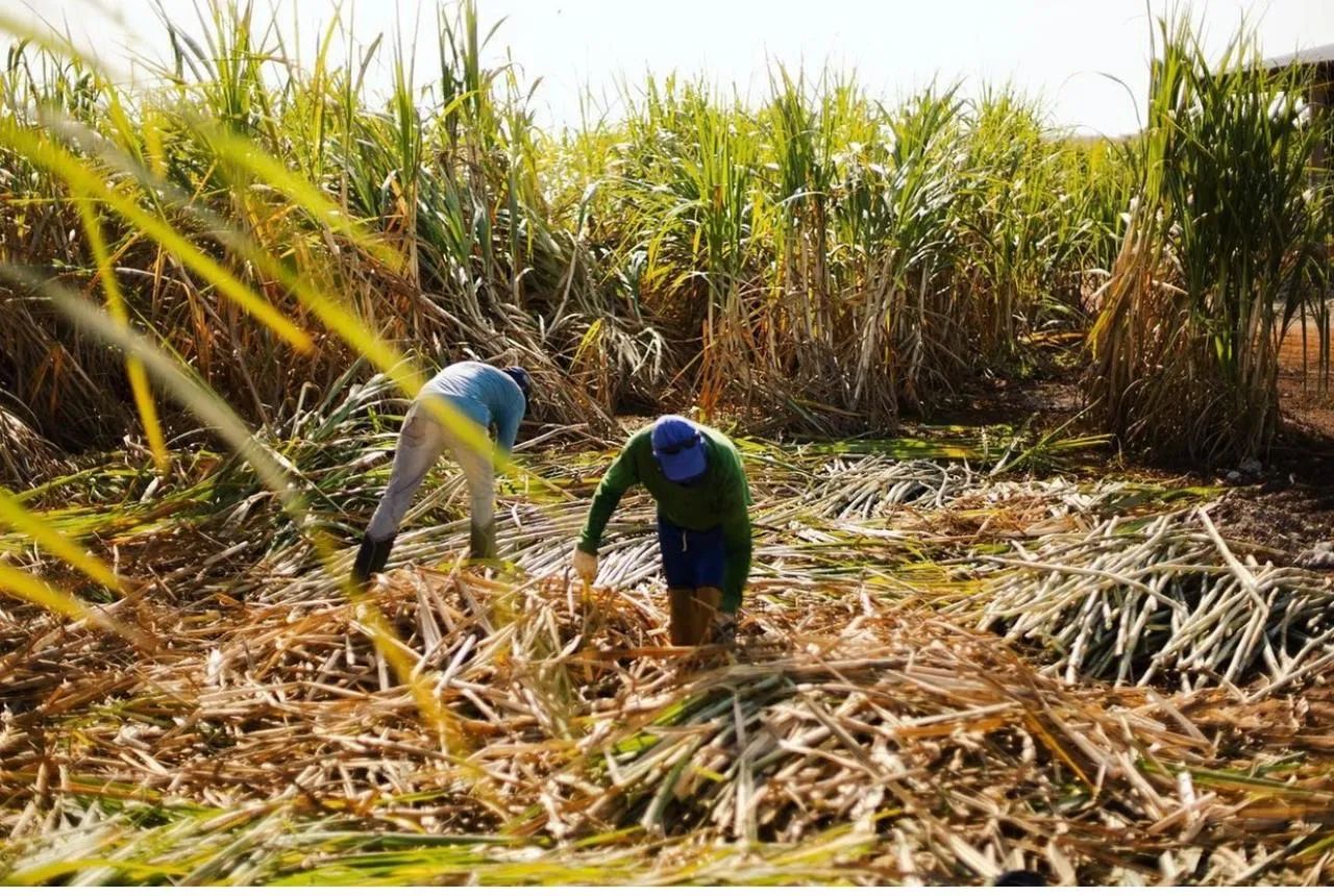 Cachaça direto do Alambique  - Foto 4