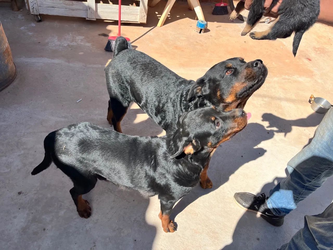 Filhotes de Rottweiler - Foto 6