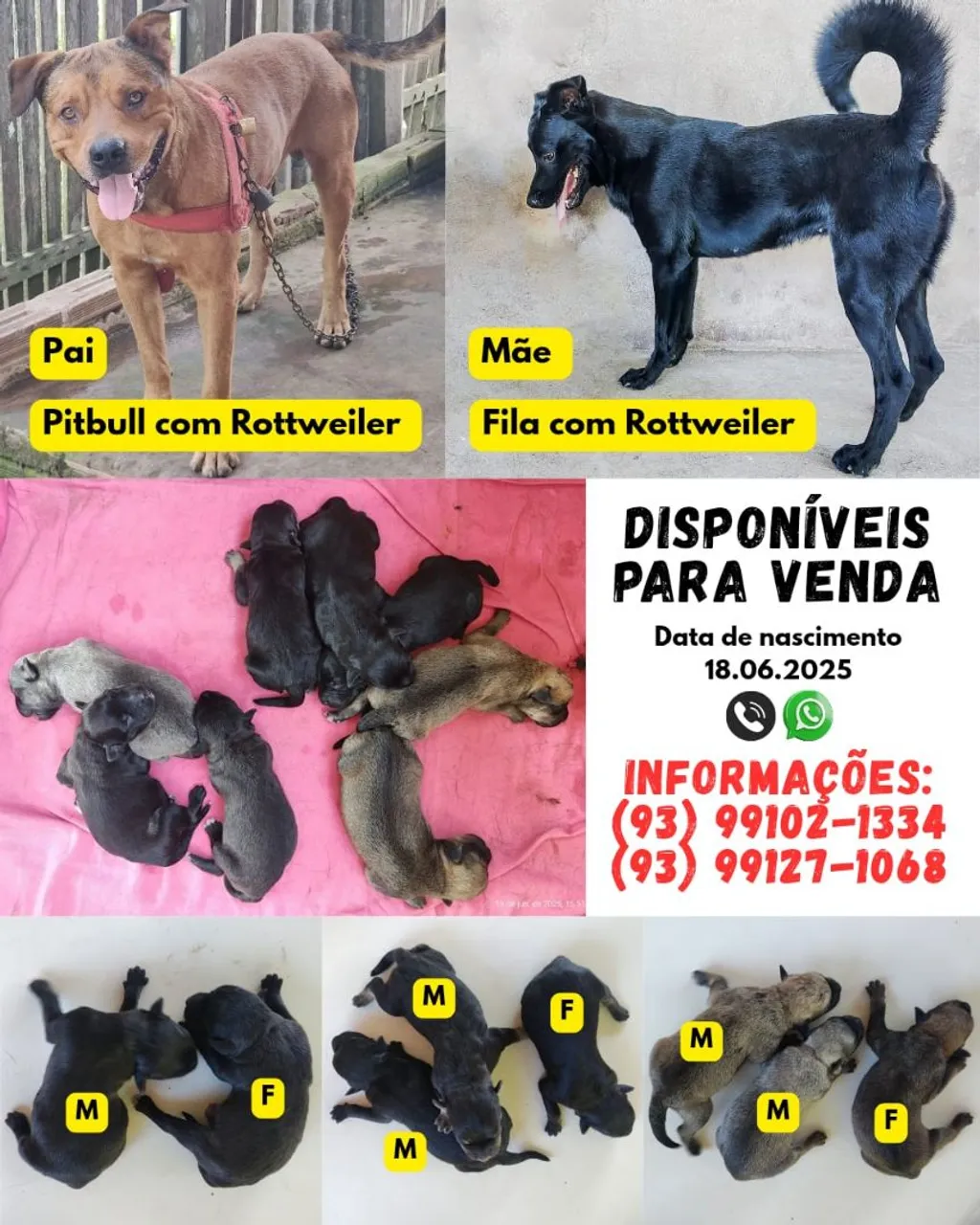Filhotes Pitbull com Rottweiler e Fila com Rottweiler