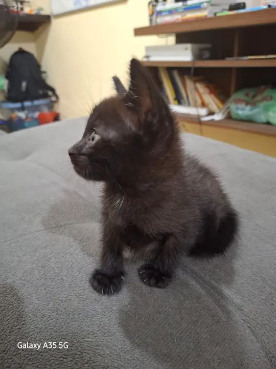 gata fêmea, 1 mês e meio - Foto 3