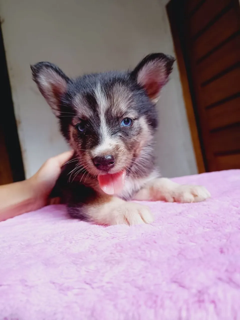 Filhote Husky Siberiano com Olhos Azuis