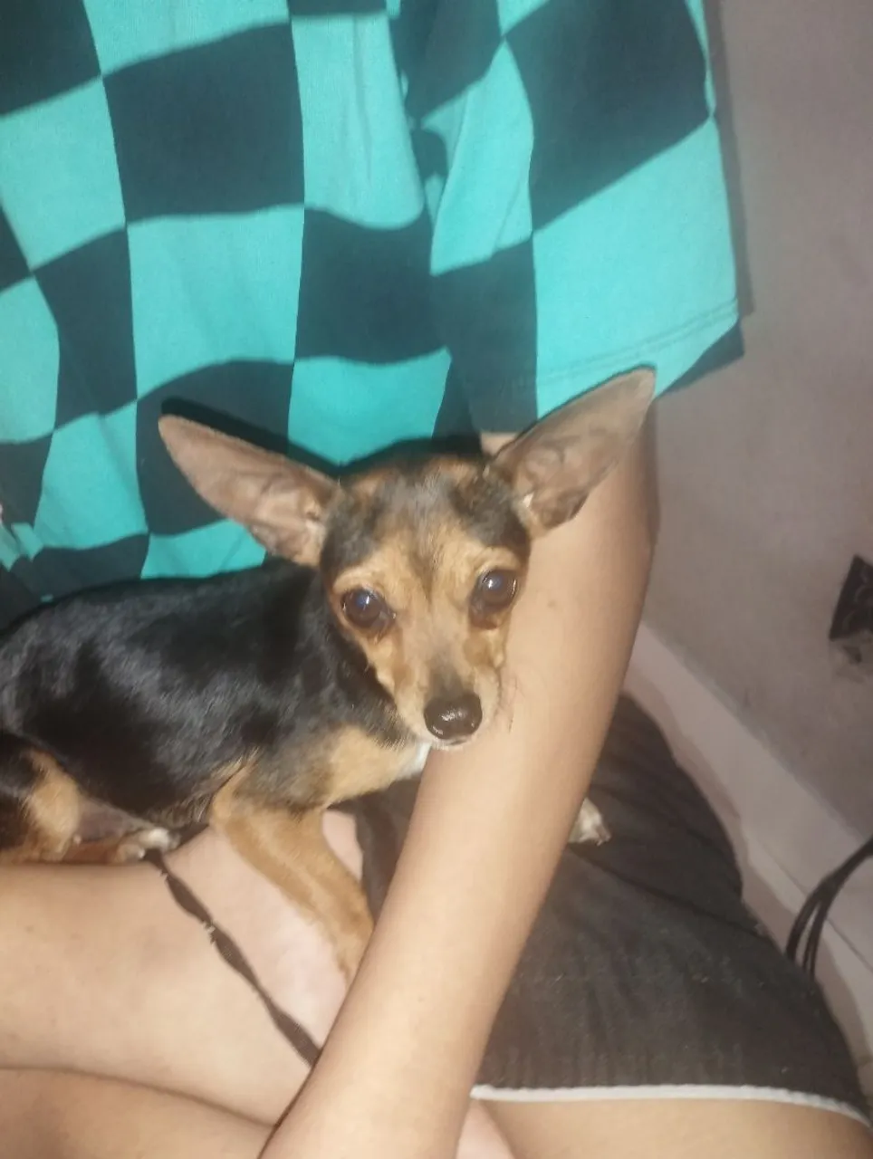 Pinscher fêmea pai zerinho mãe 1