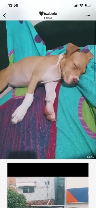 Filhote de Pitbull Monster filhote Pitbull  fêmea 