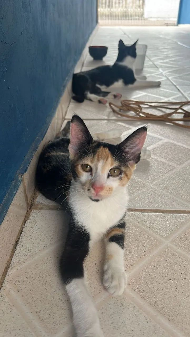 Gatinha para adoção responsável - Foto 3