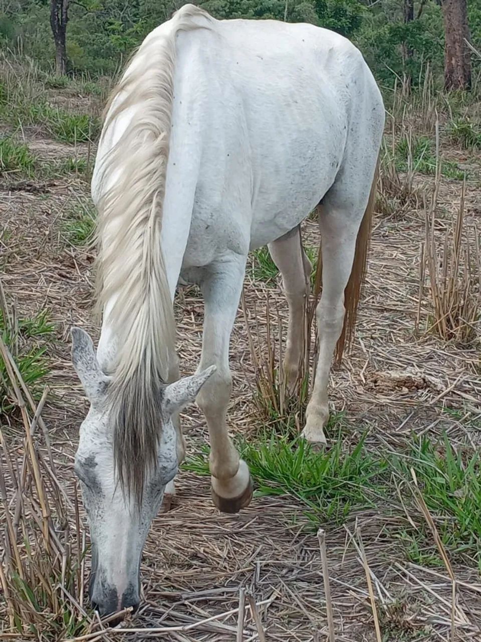 Cavalo manso - Foto 5