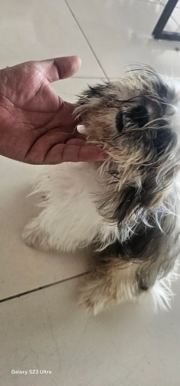 Shits muito lindo e docio 