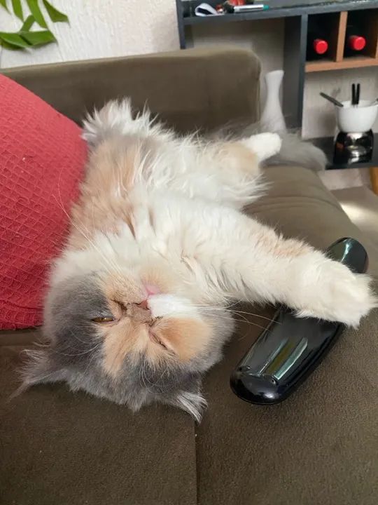 Gata Perca  - Foto 6