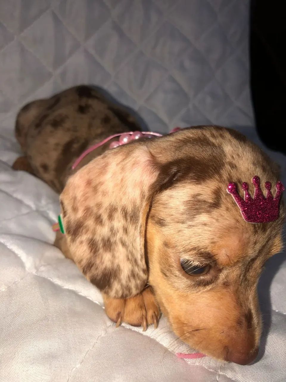 Filhote de Teckel Dachshund,Cofap,Basset, salsicha  - Foto 4