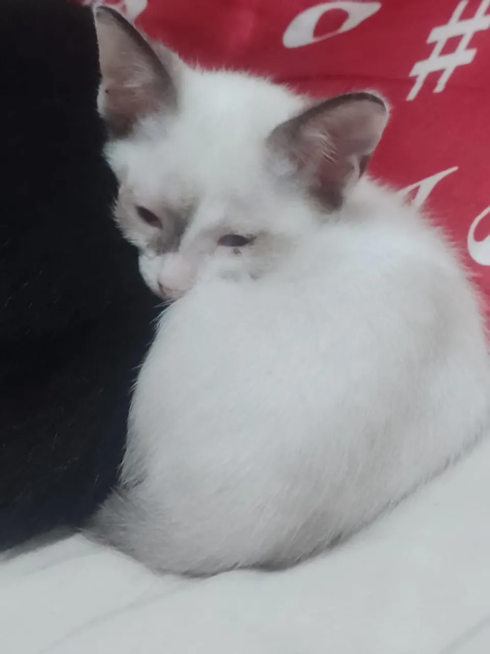 Gatinho filhote para adoção