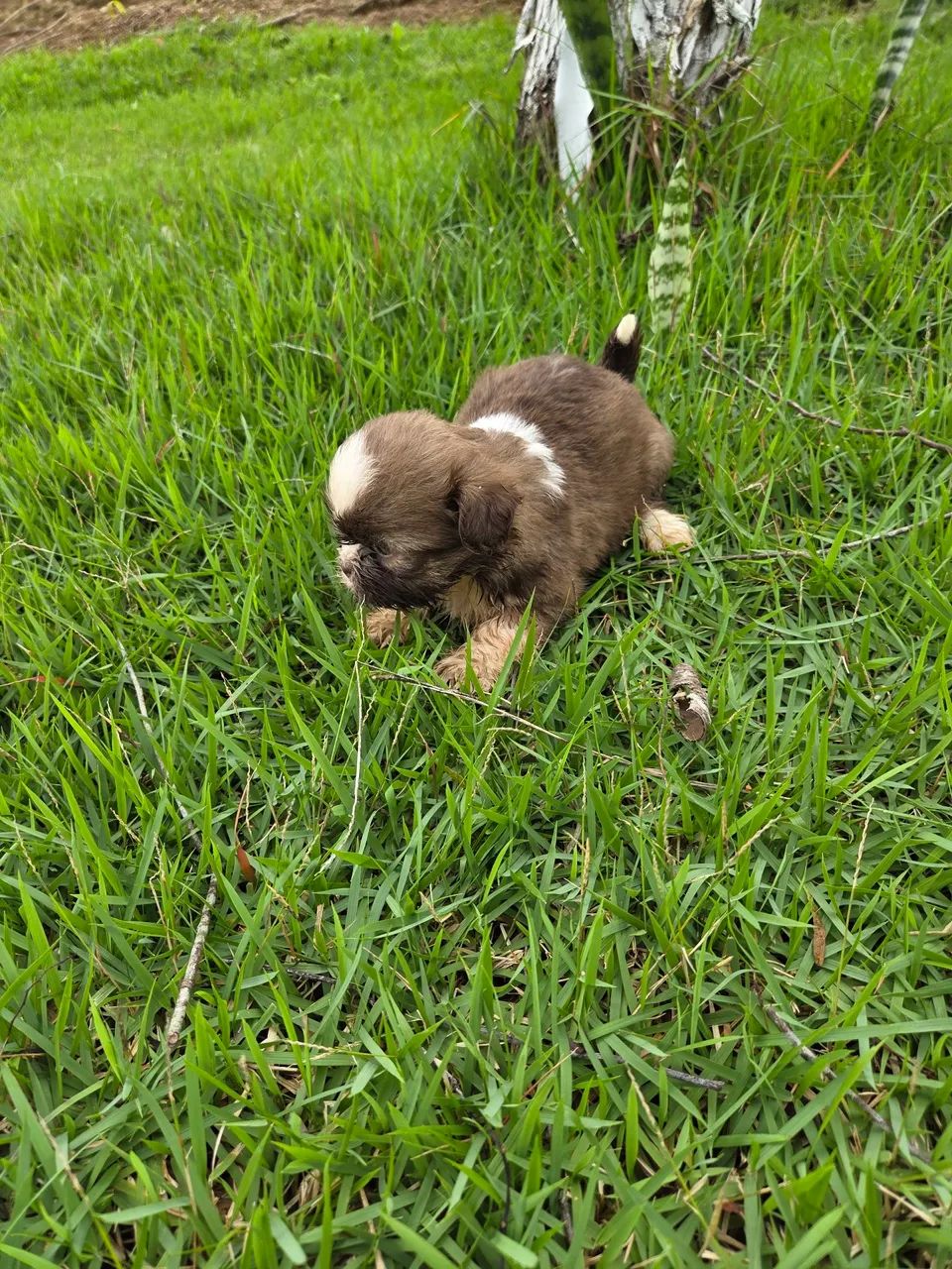 Filhotes de shitzu  - Foto 4