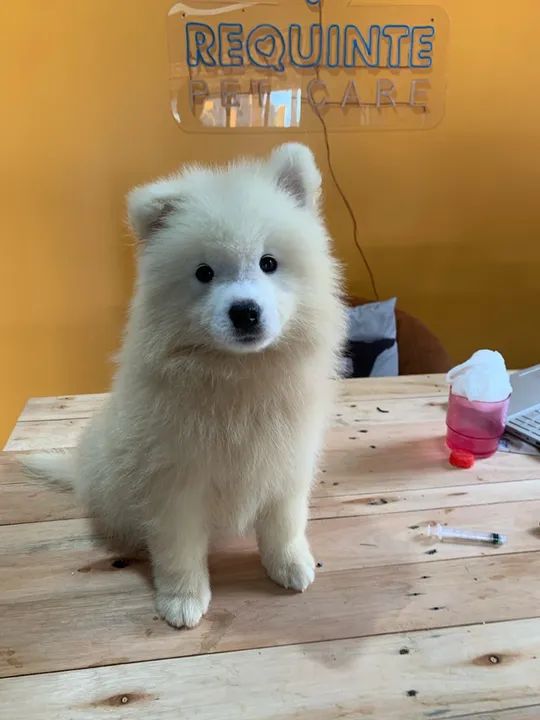 Filhotes de Samoieda 