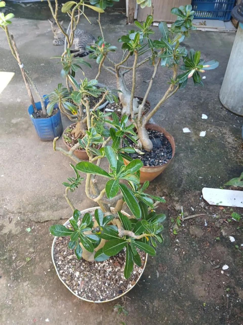 Adenium (Rosa do Deserto) - Mudas e plantas adultas
