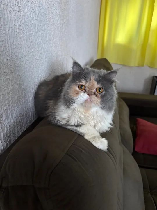 Gata Perca  - Foto 3