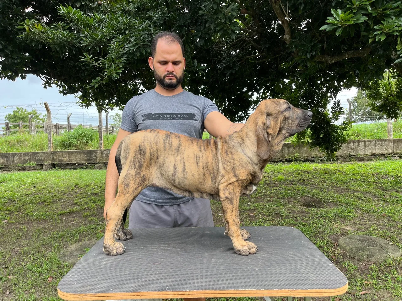Filhote Fila Brasileiro para venda