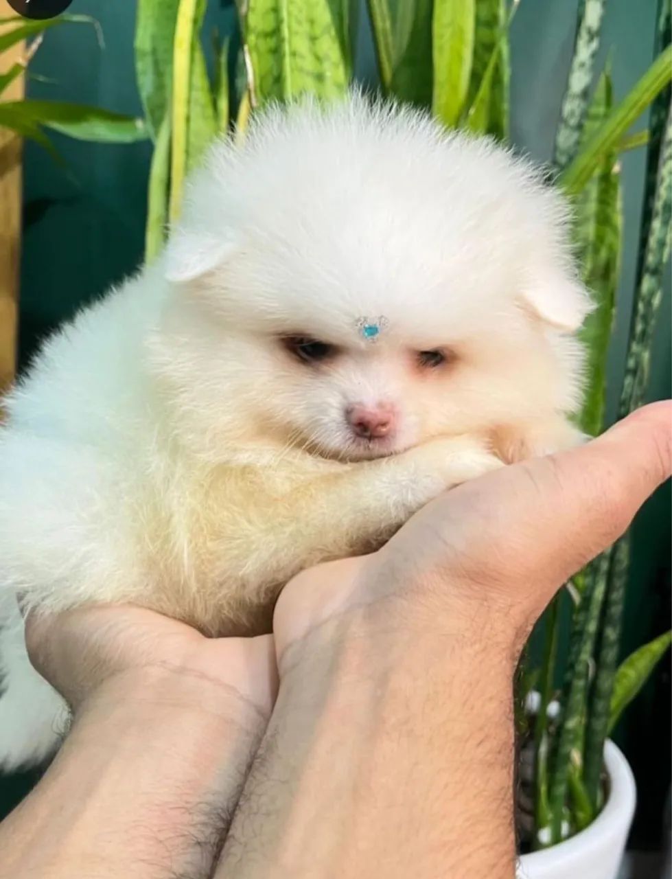 Spitz alemão confira 