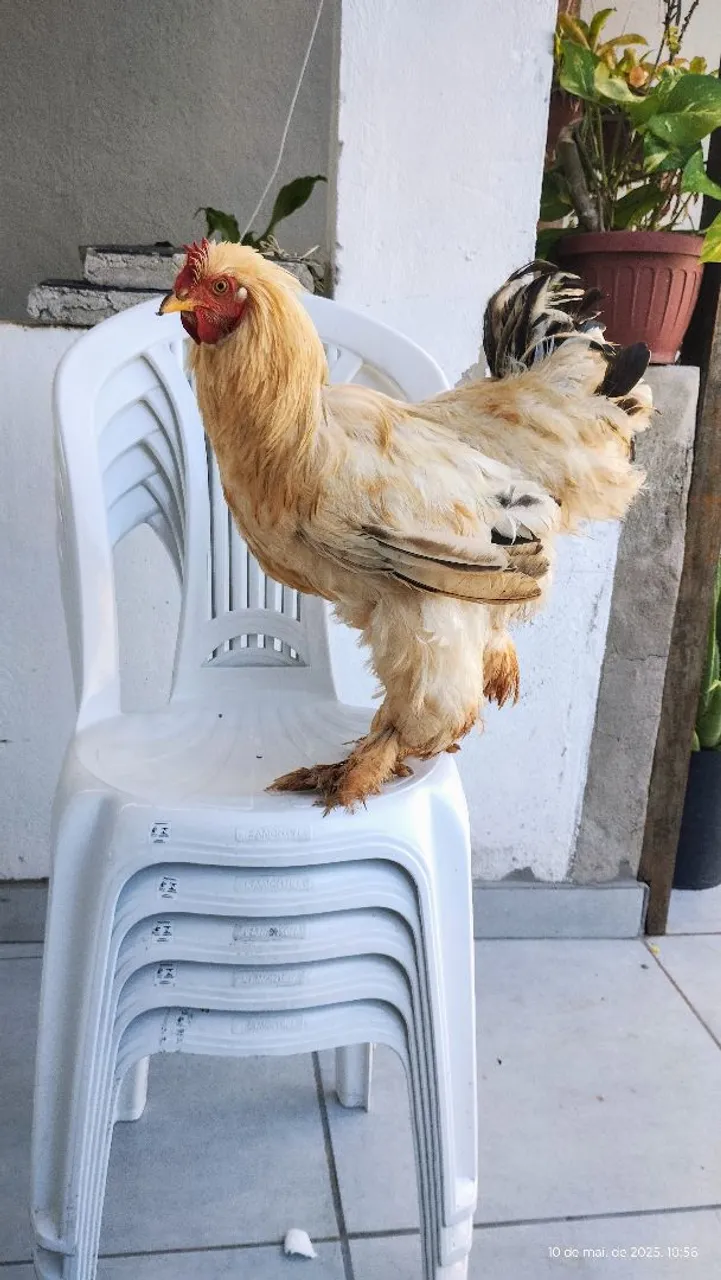 Galo Brahma 