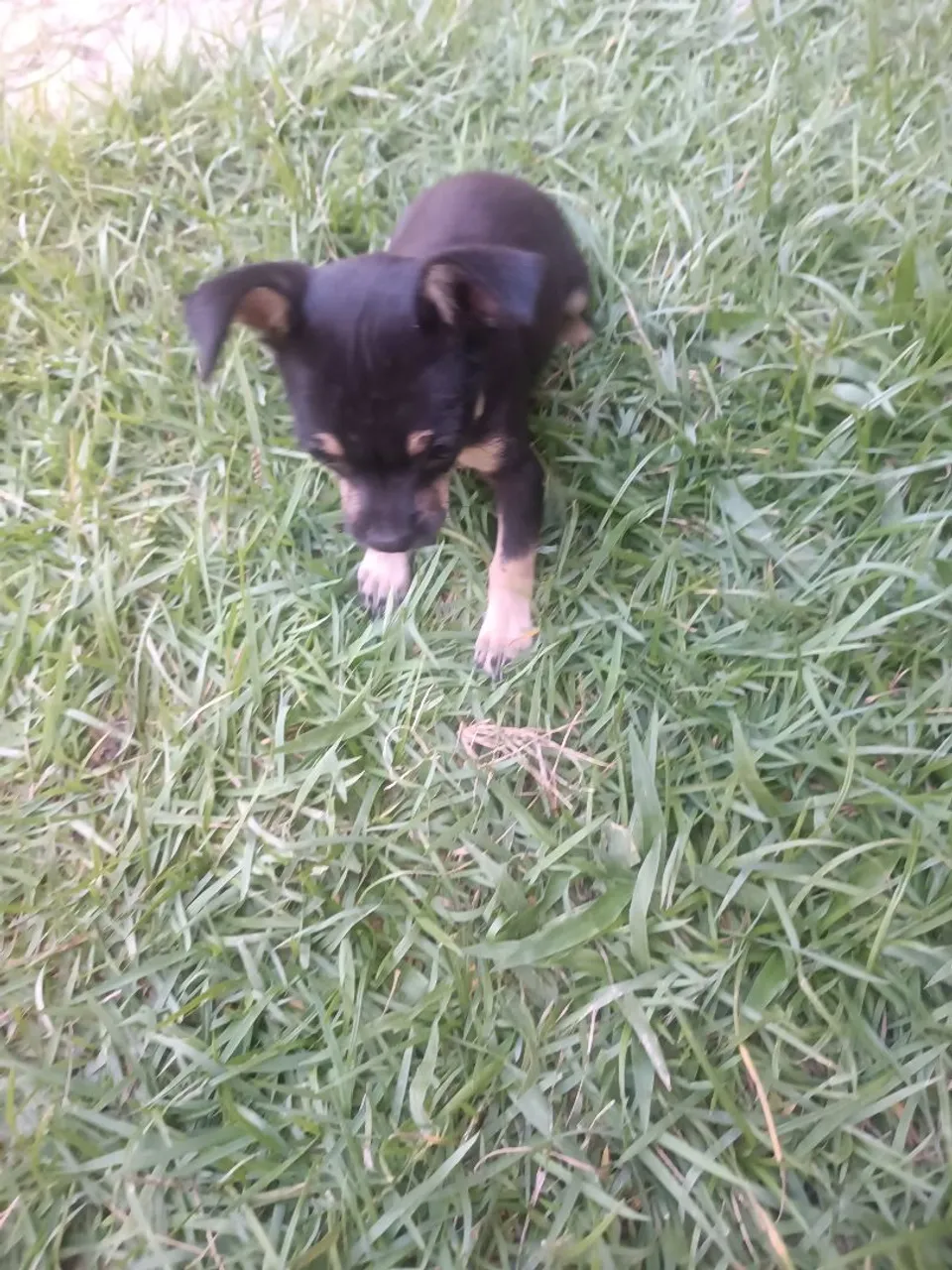 Filhote de pinscher 01 fêmea 